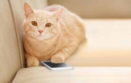 Aplicativo MeowTalk promete traduzir sons de gatos no Android e iOS